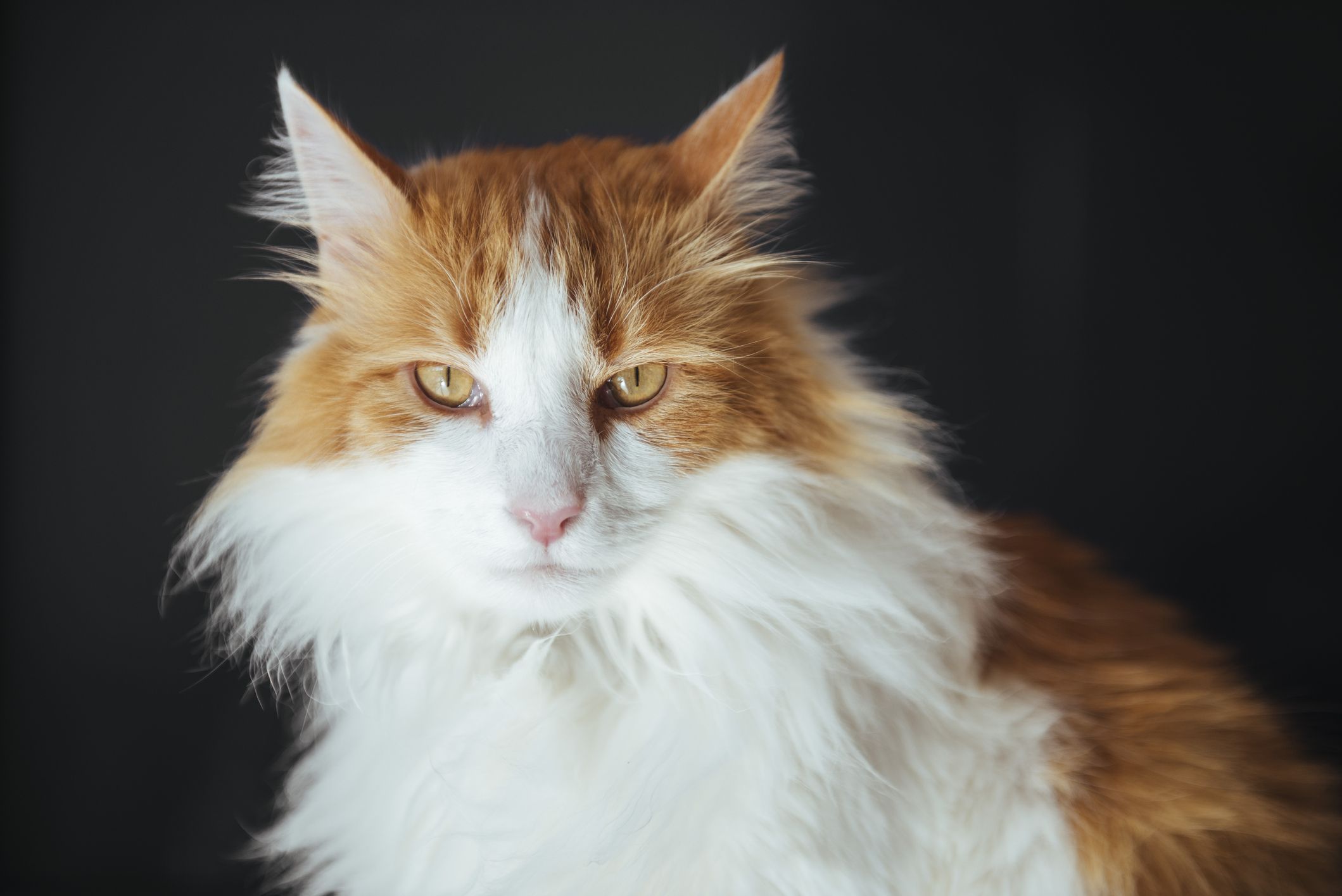 long hair orange tabby cat