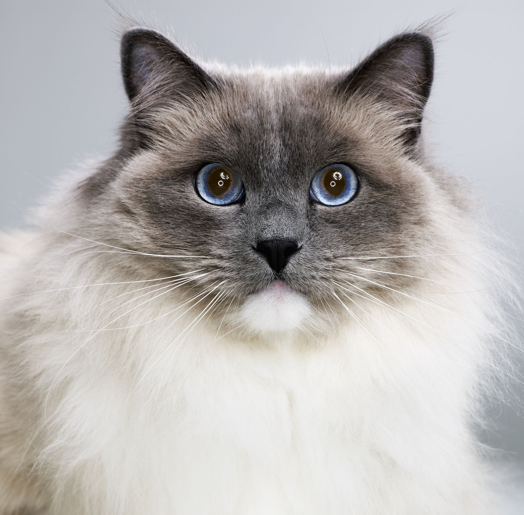 10 Long-Haired Cats: Maine Coon, Norwegian Forest, and More