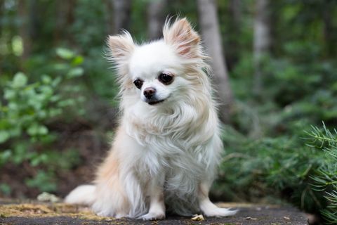 cream and white long haired chihuahua