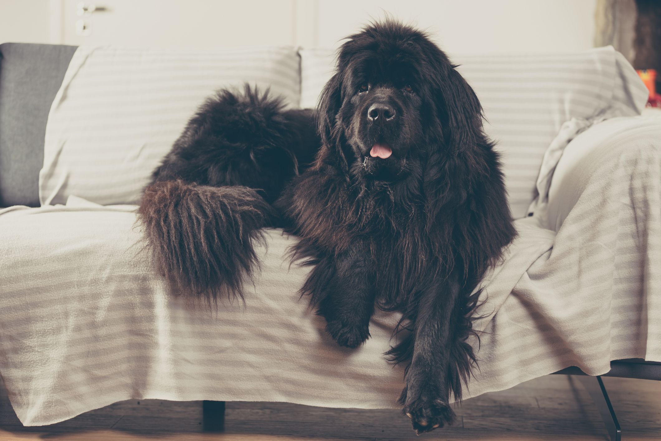 large breed dogs with long hair