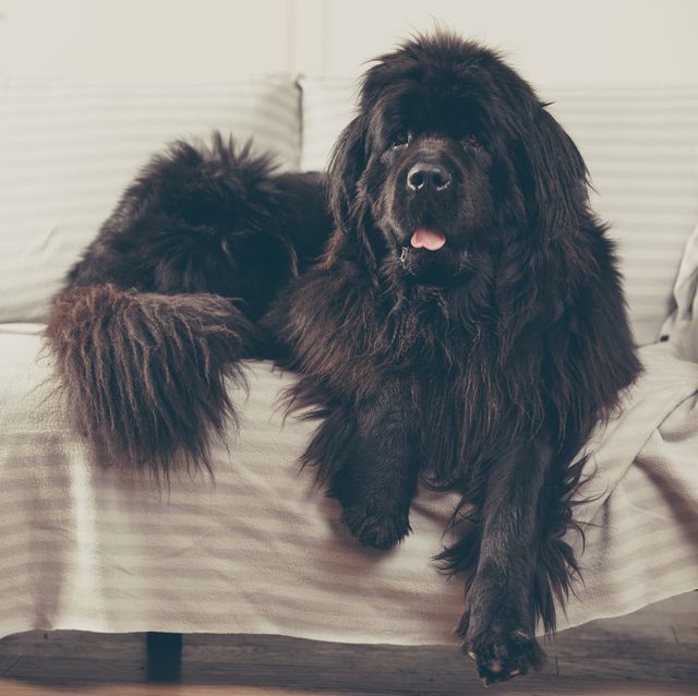 Newfoundland dog at home is laid out on the sofa.