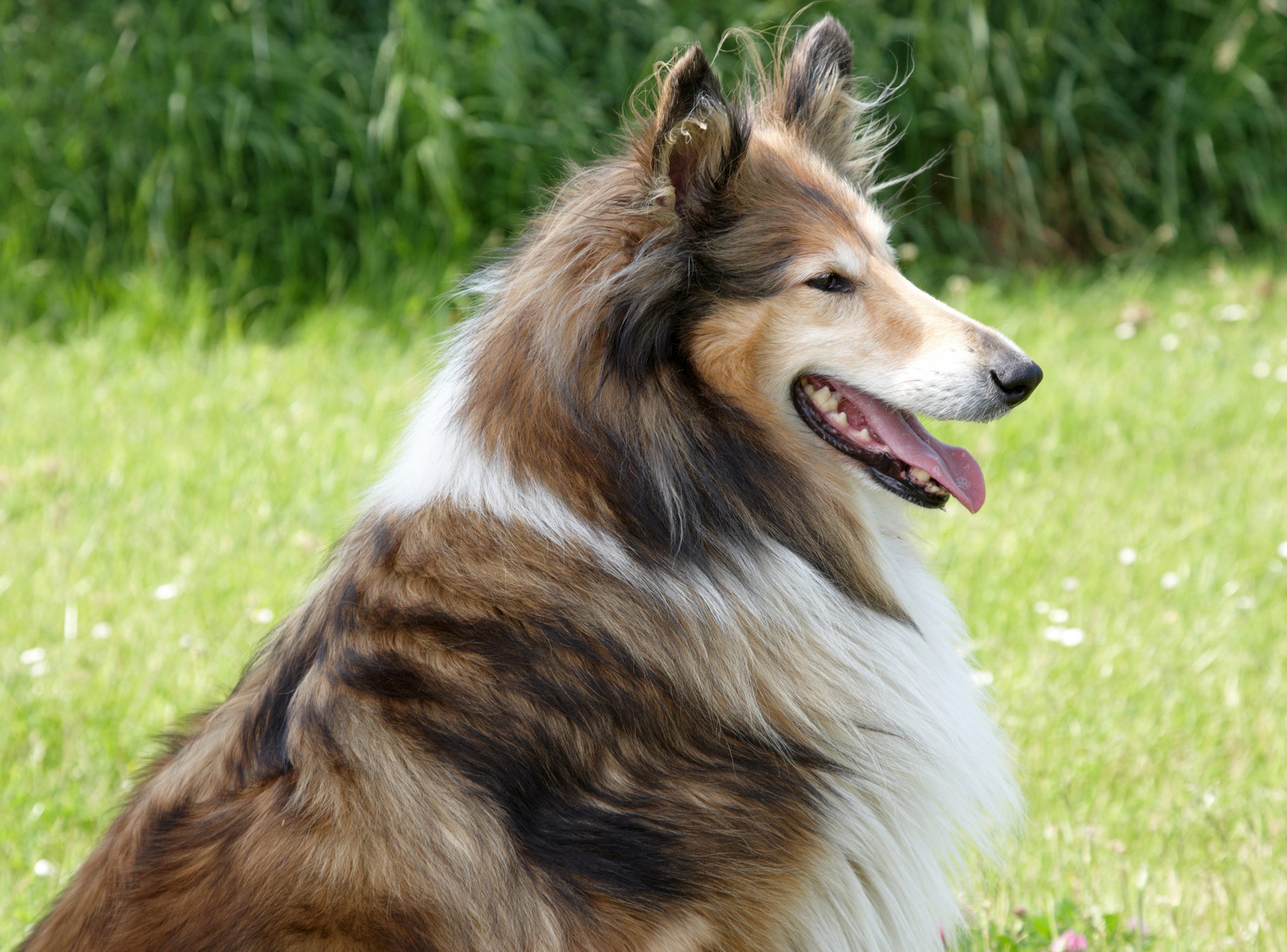 what dog breed has the longest hair