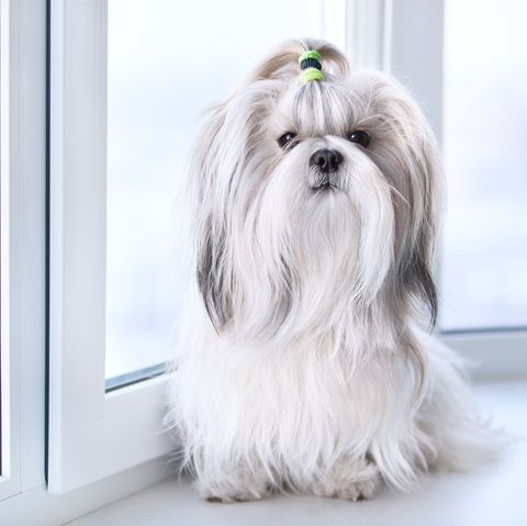 15 Long-Haired Dog Breeds That Anyone Would Envy