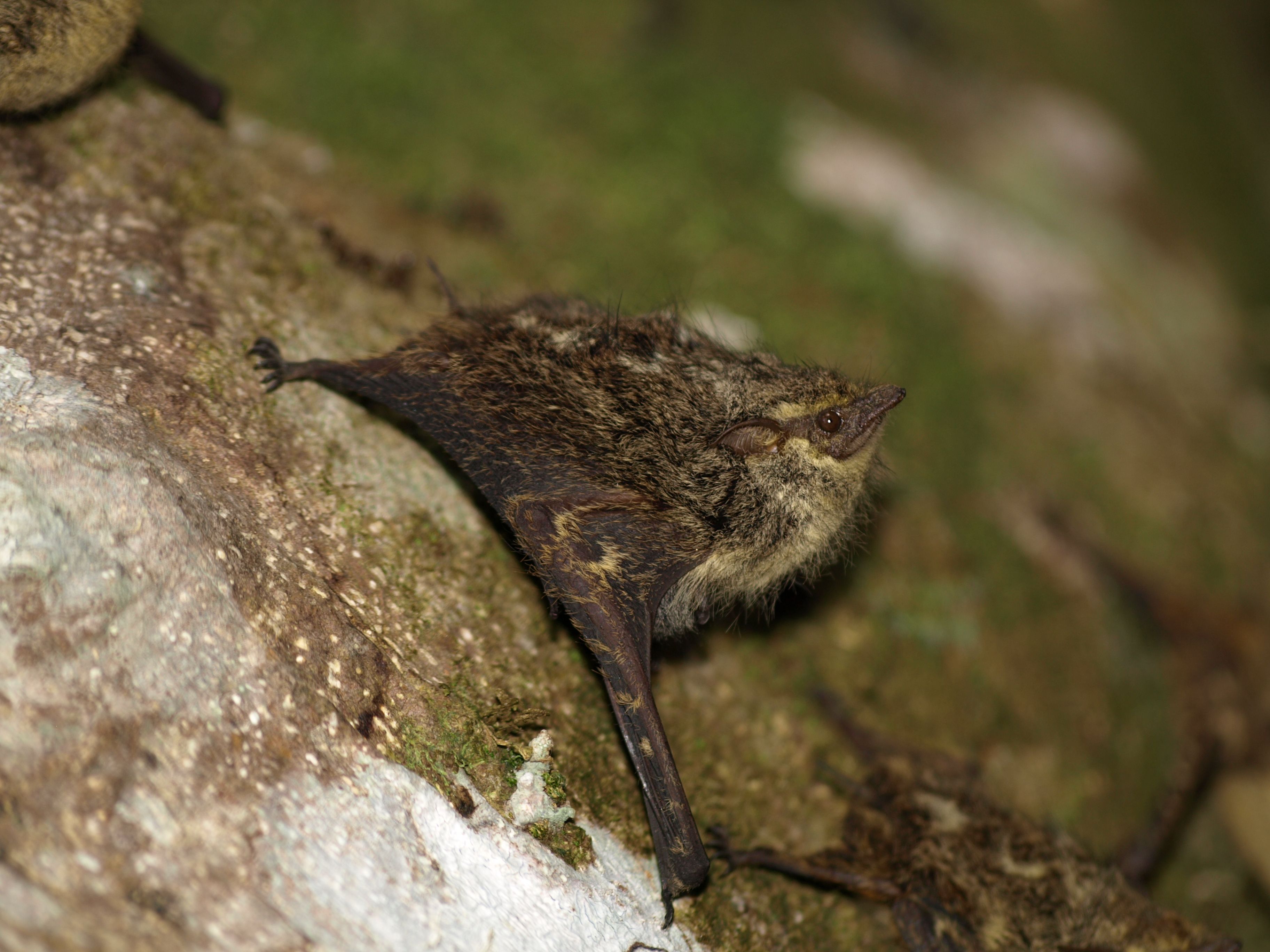 あなたの知らない 絶滅危惧種 の動物たち53