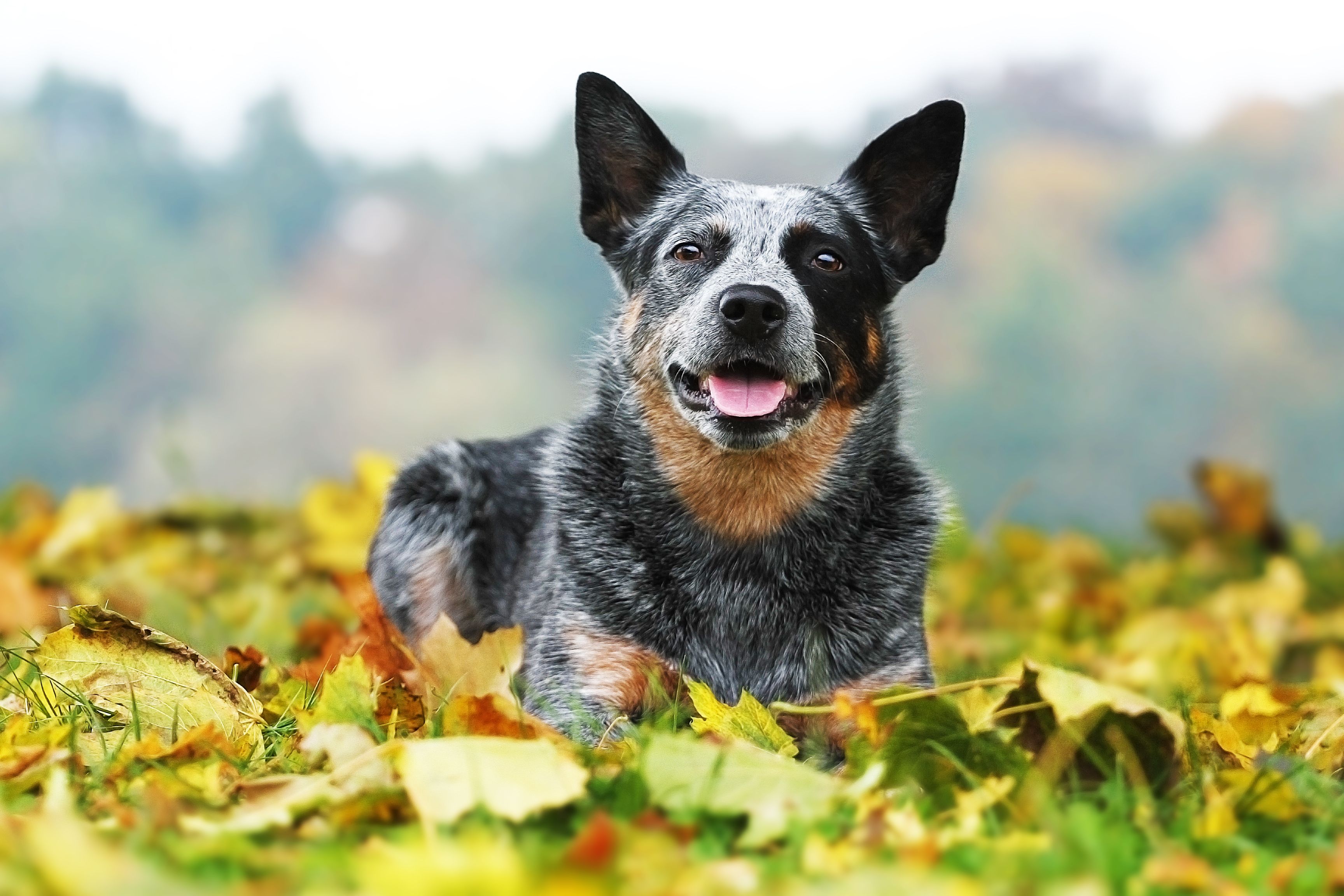 spanish cattle dog