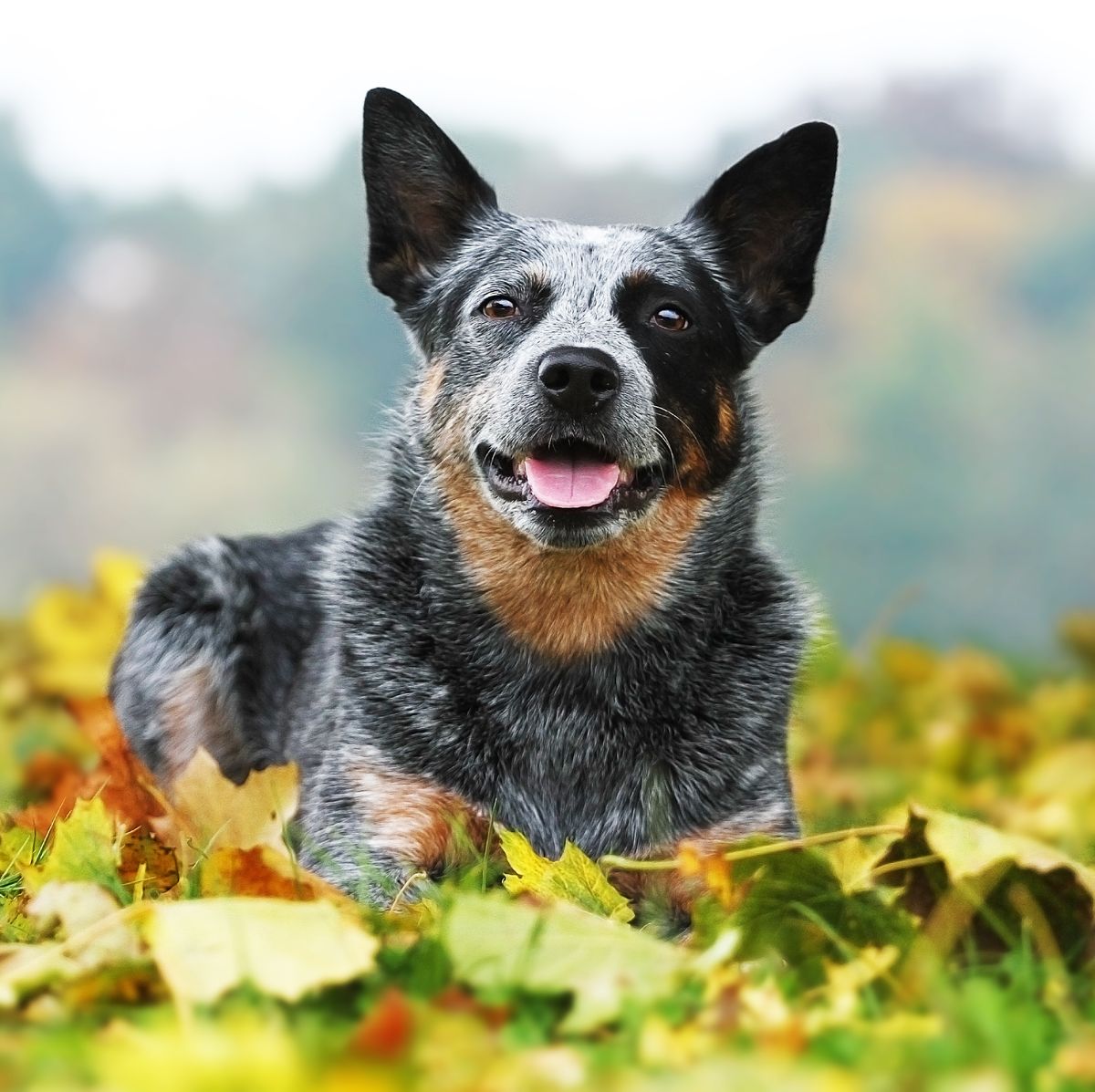 Longest Living Dog Breeds - Top Dog Types That Have a Long Life