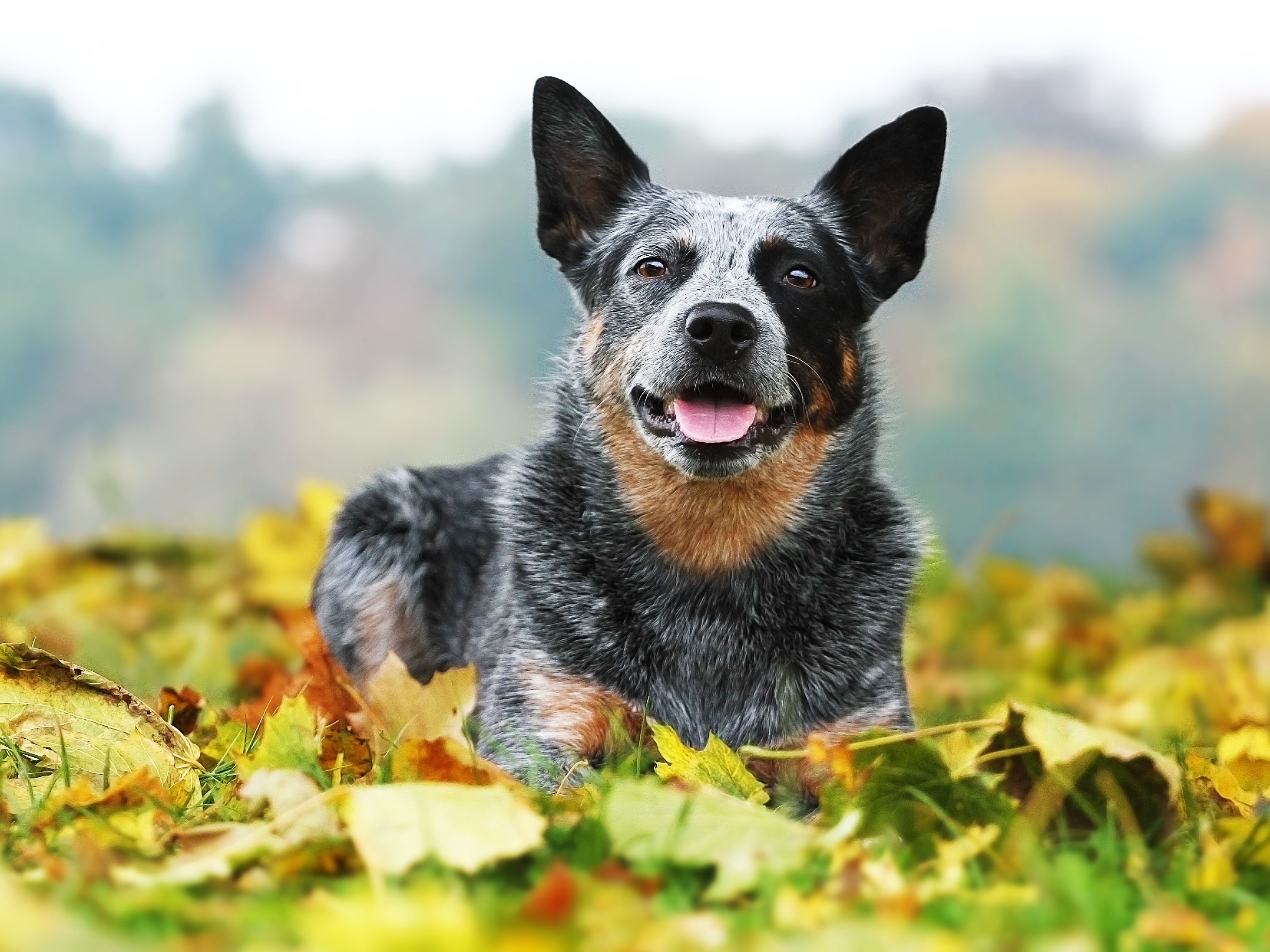 what is the average lifespan of a terrier mix
