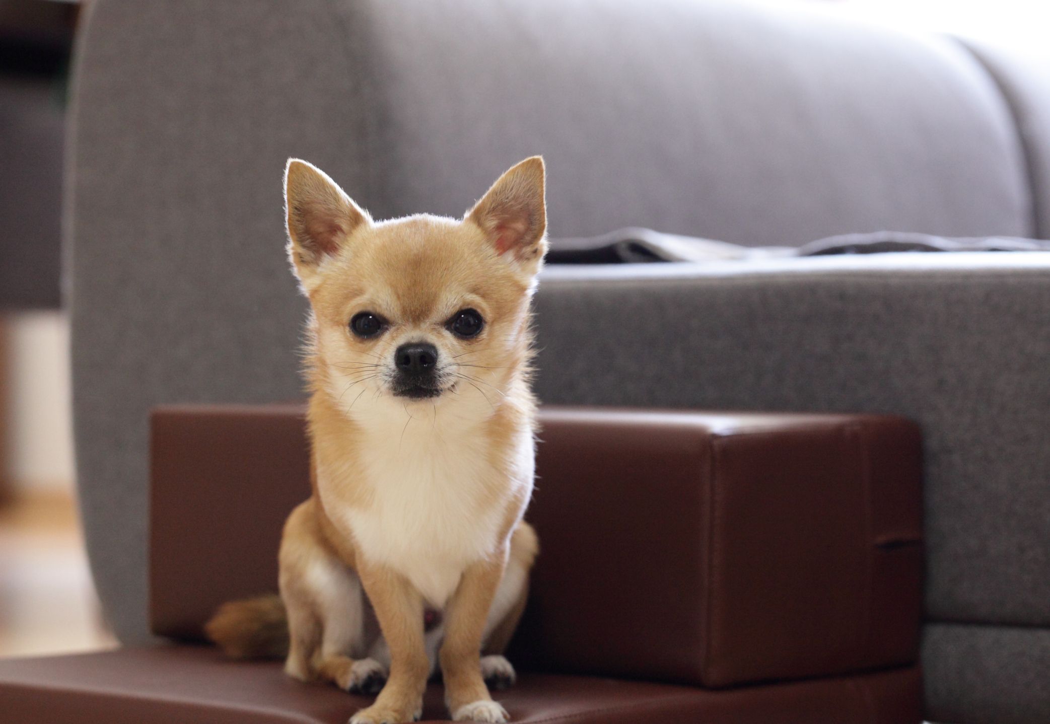 small dog breeds that live long