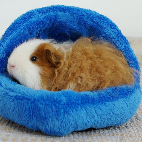 long haired guinea pigs for sale suffolk