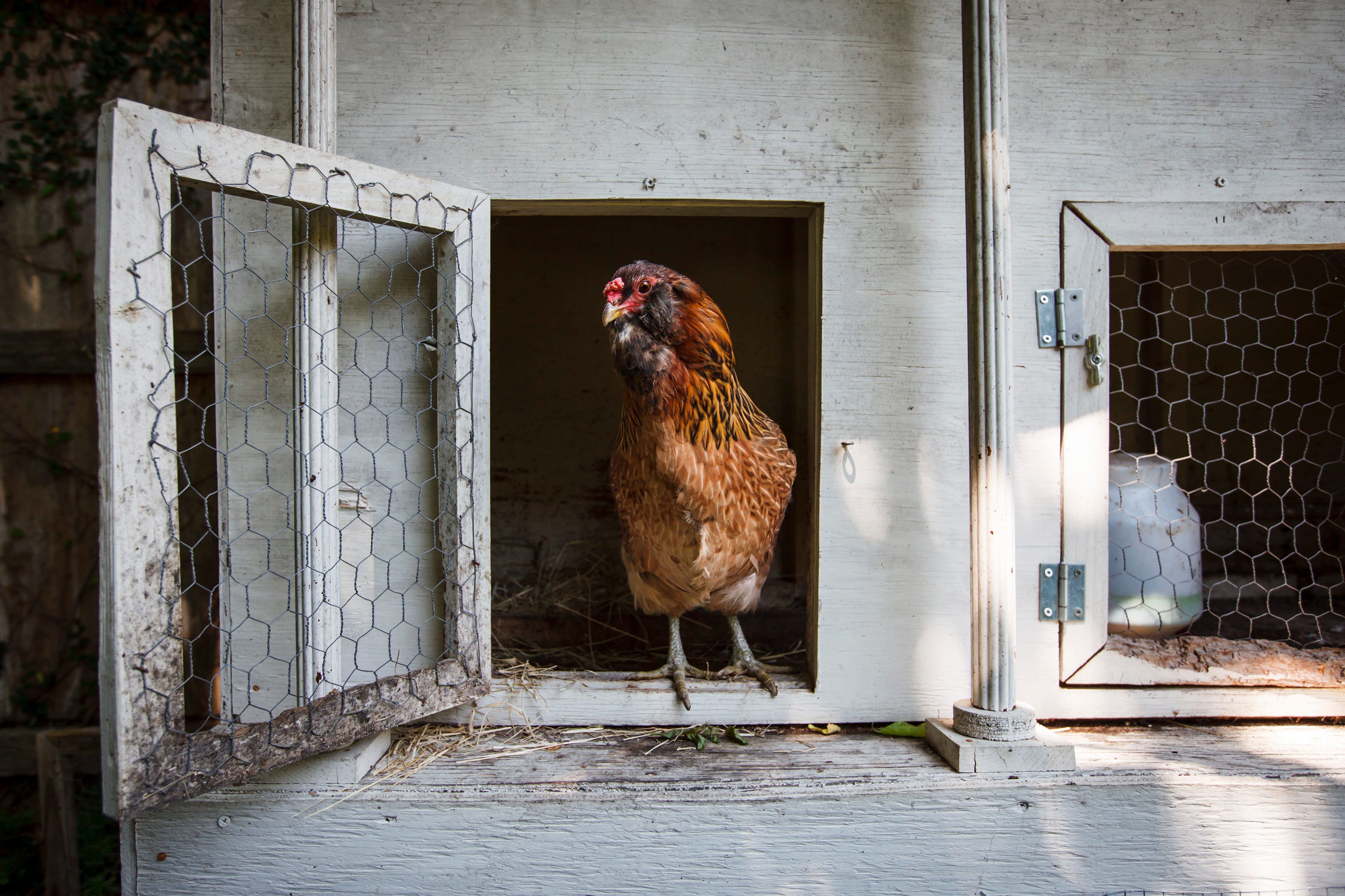 Chicken Coop Cameras Are the Newest Country Trend