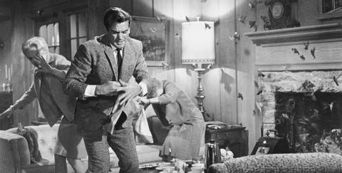 los pajaros alfred hitchcock los pajaros alfred hitchcock curiosidades rodaje