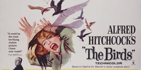 los pajaros alfred hitchcock los pajaros alfred hitchcock curiosidades rodaje
