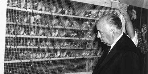 los pajaros alfred hitchcock los pajaros alfred hitchcock curiosidades rodaje