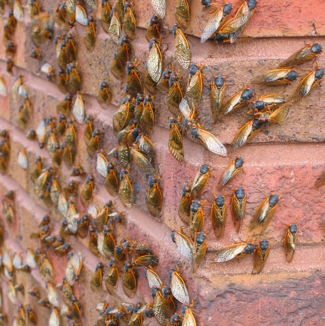 When Will The Cicadas Go Away How Long They Ll Stick Around 21 When Will The Cicadas Go Away How Long They Ll Stick Around 21