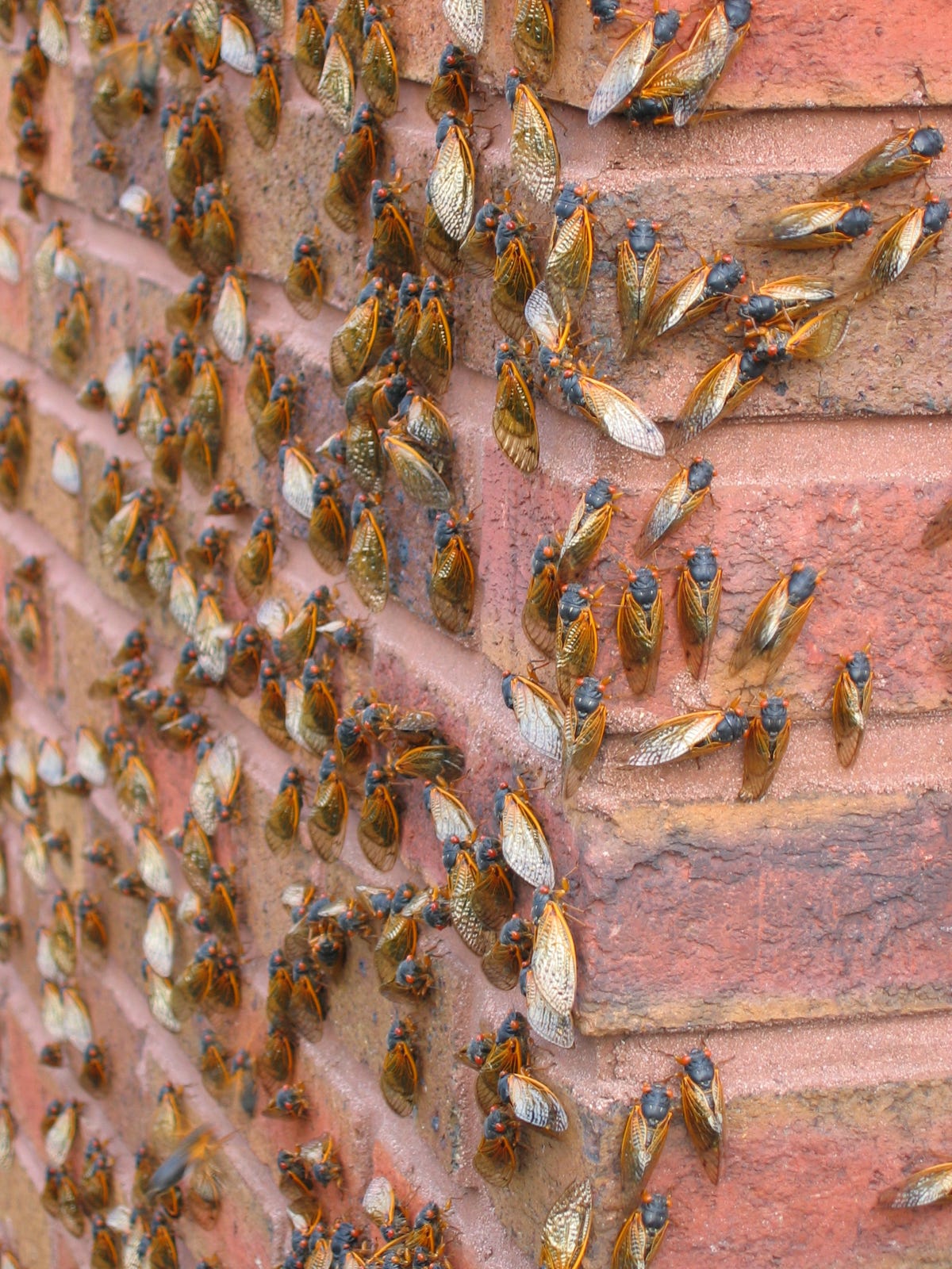 When Will the Cicadas Go Away? How Long They’ll Stick Around 2021