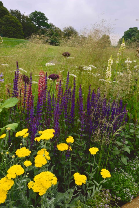 Planting Schemes for Borders - Summer Border Plant Combinations