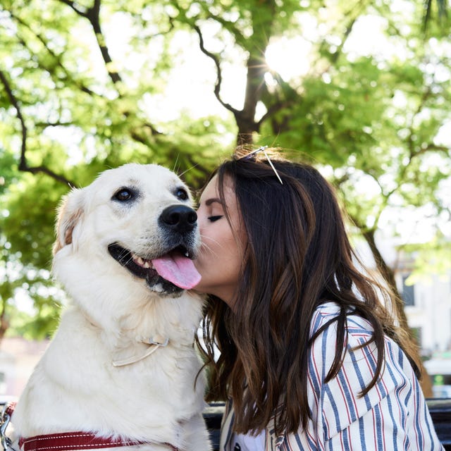 12 Loving Dogs - Most Affectionate Dog Breeds