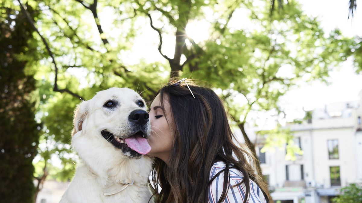 Golden Smart Dog And Girl Porn Vedios - 12 Loving Dogs - Most Affectionate Dog Breeds