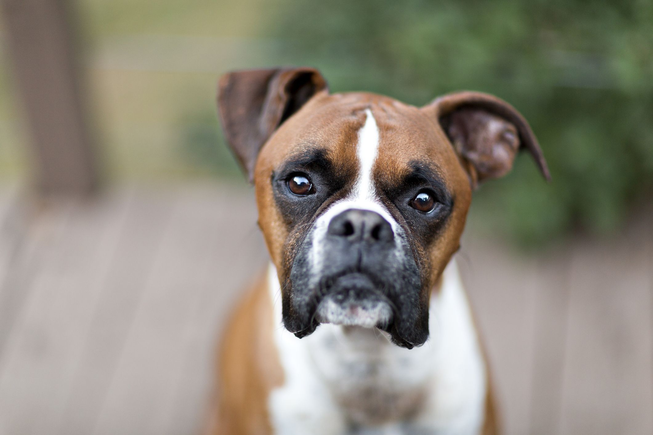 are boxers gentle dogs