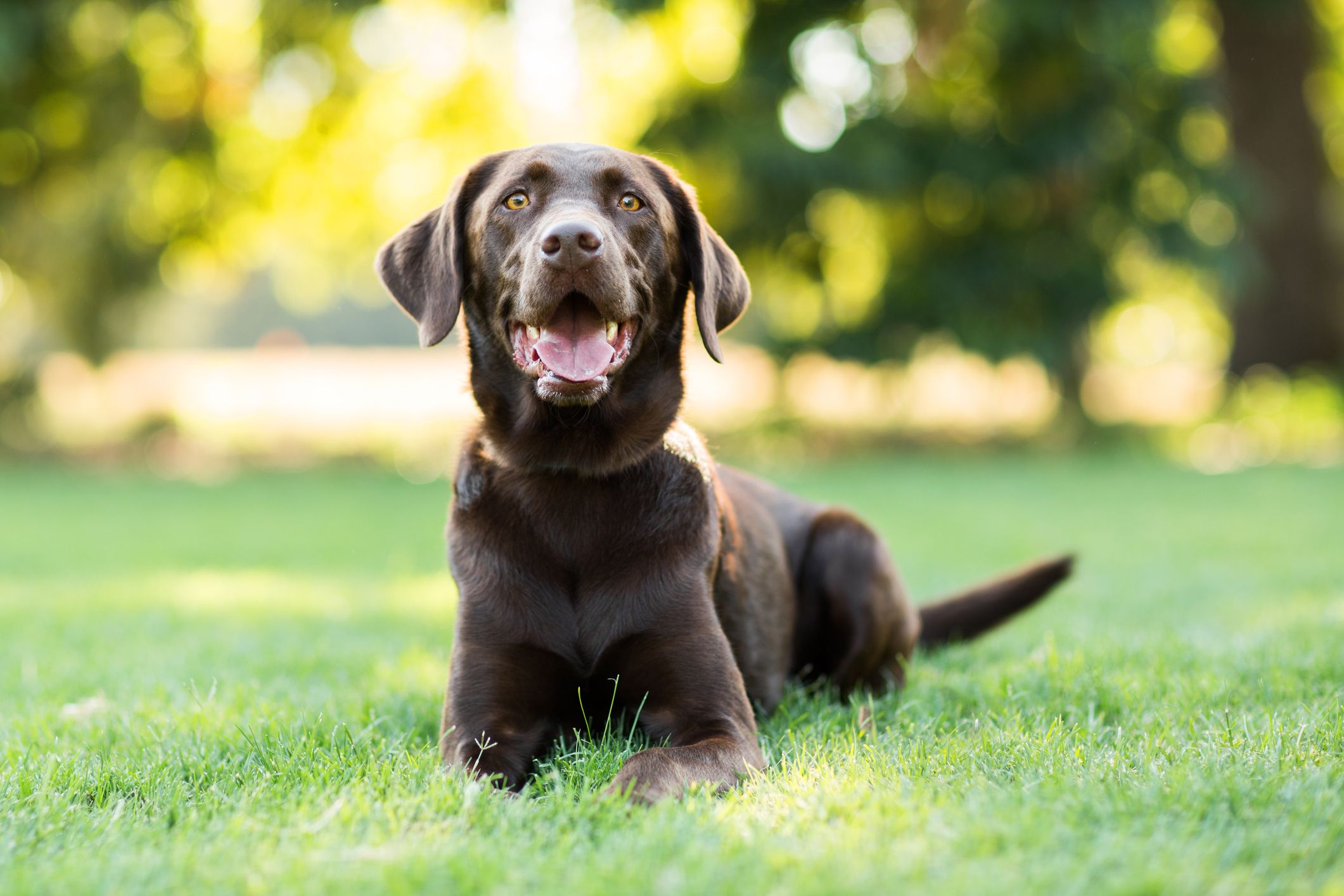 are labs affectionate dogs