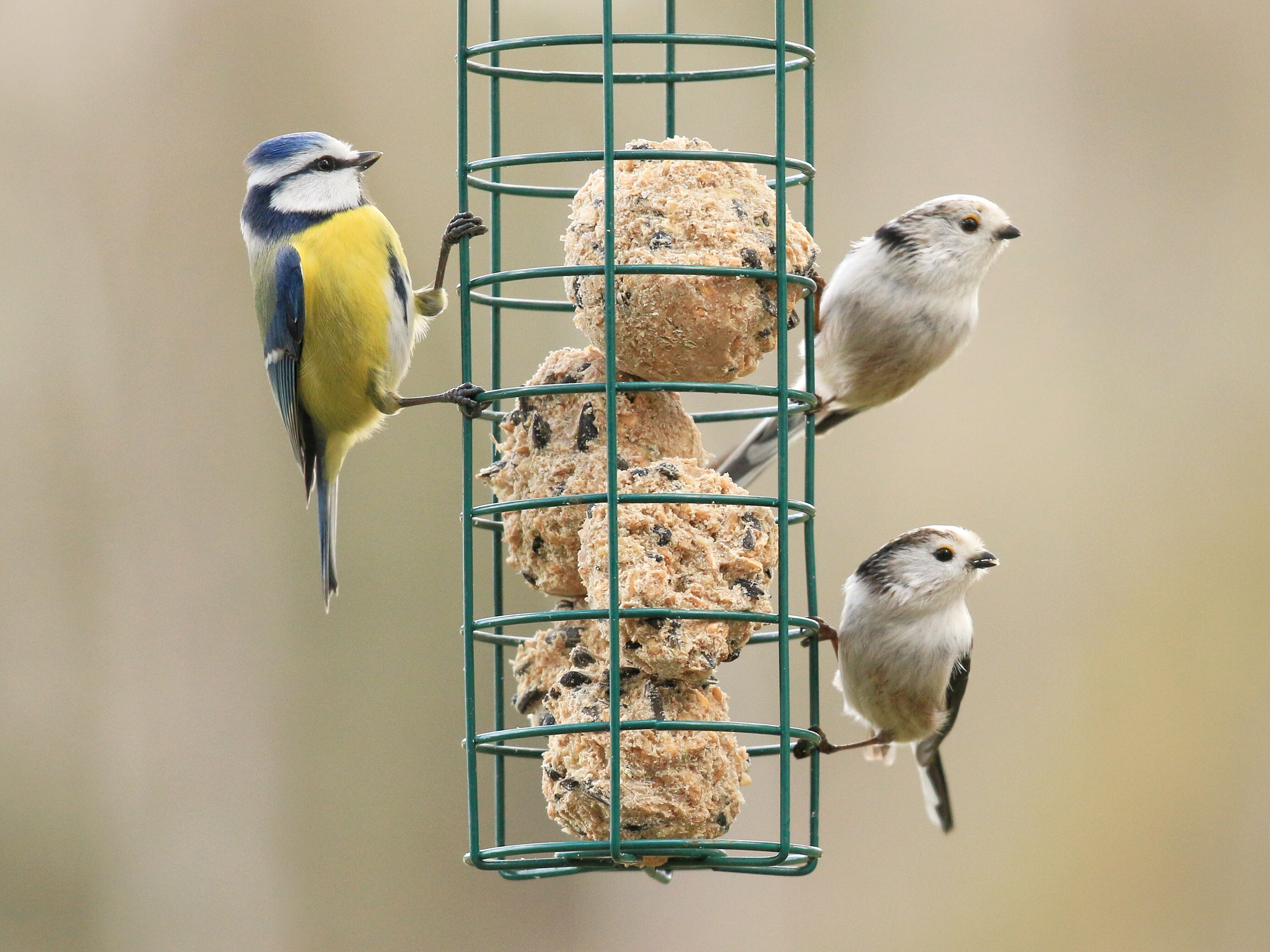 How To Attract Birds To Your Garden This Winter