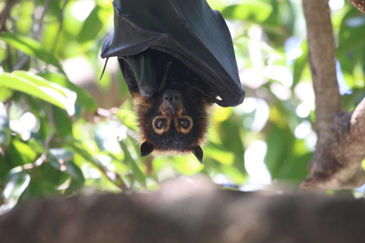 Bat Facts and Photos - Animal Fun Facts - Bat Appreciation Day