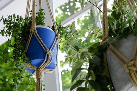 low angle view of plants in macrame holders