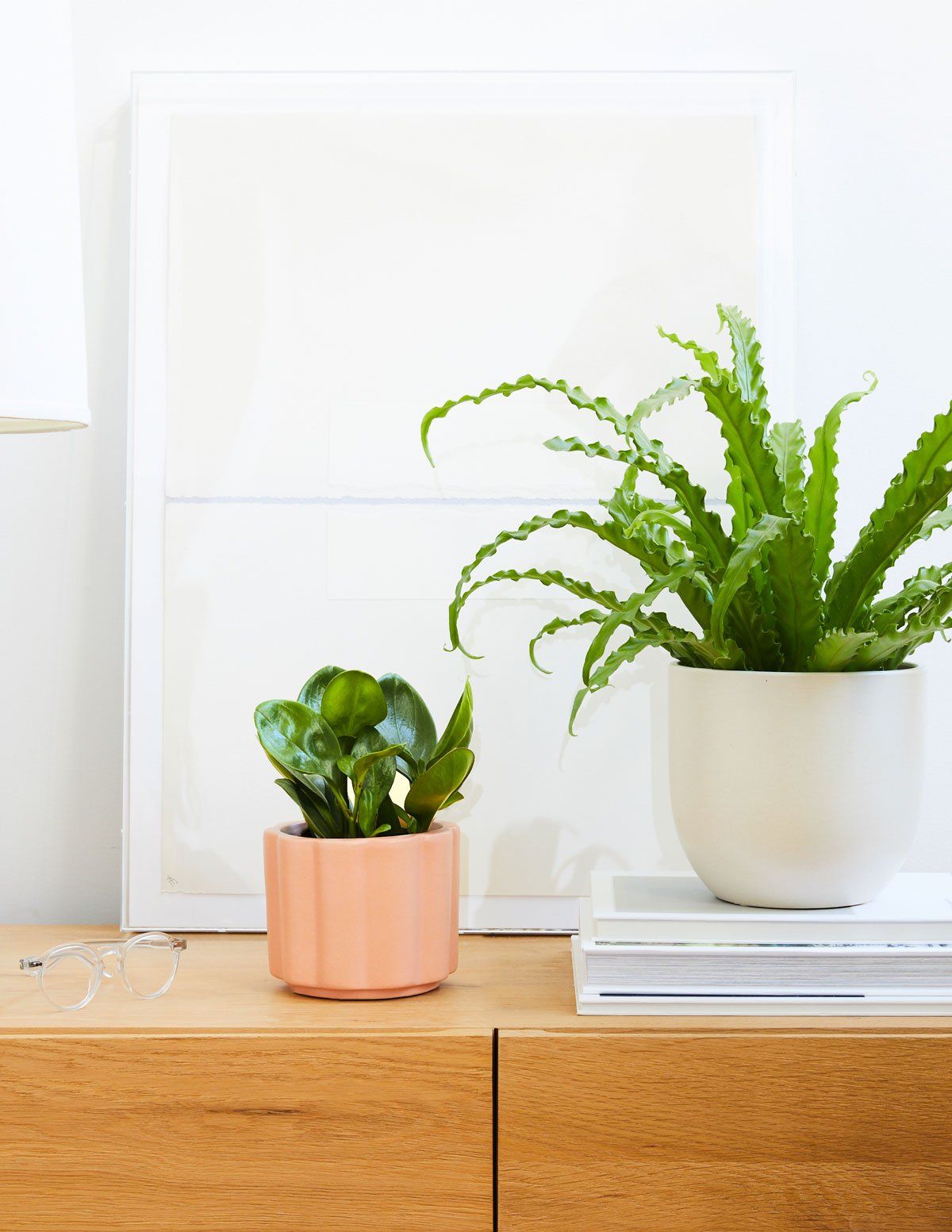 house plants that need little sunlight