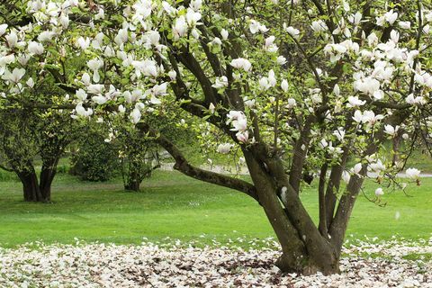 multi trunk sweetbay magnolia abloom with large white flowers