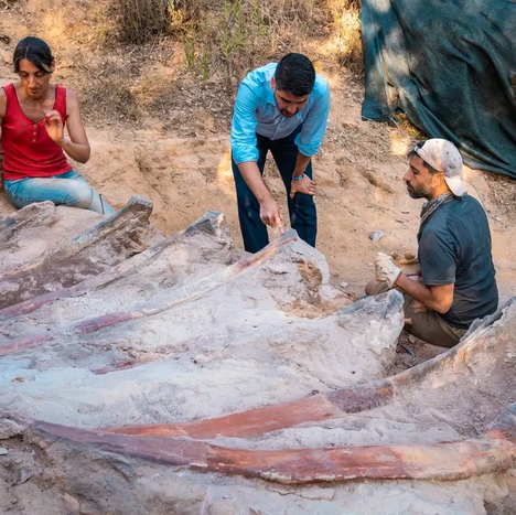 Homeowner Finds What Could Be the Largest Dinosaur Ever Discovered in Europe