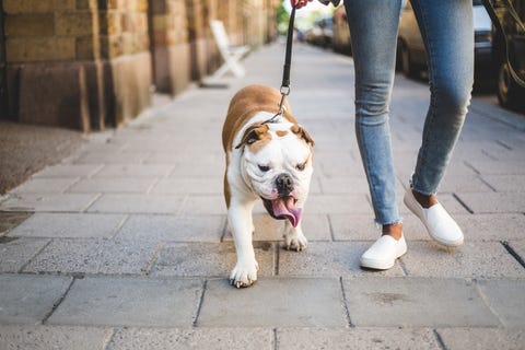 Low section of woman walking with English bulldog on sidewalk low section of woman walking with english bulldog on sidewalk