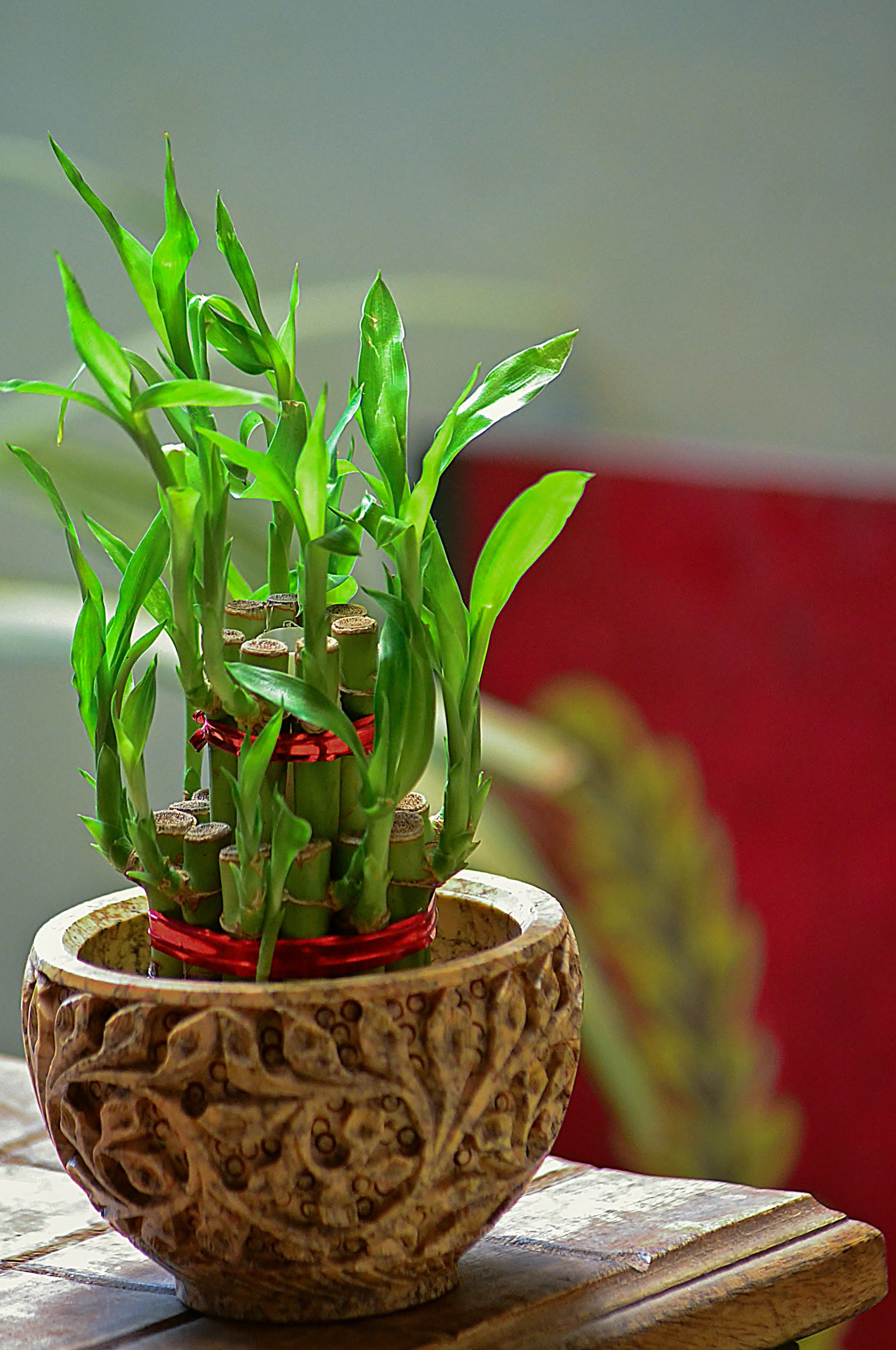 Las 8 mejores plantas de Feng Shui para tu casa