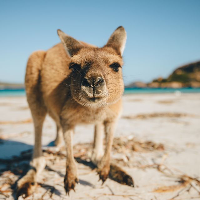 lucky bay kangaroo