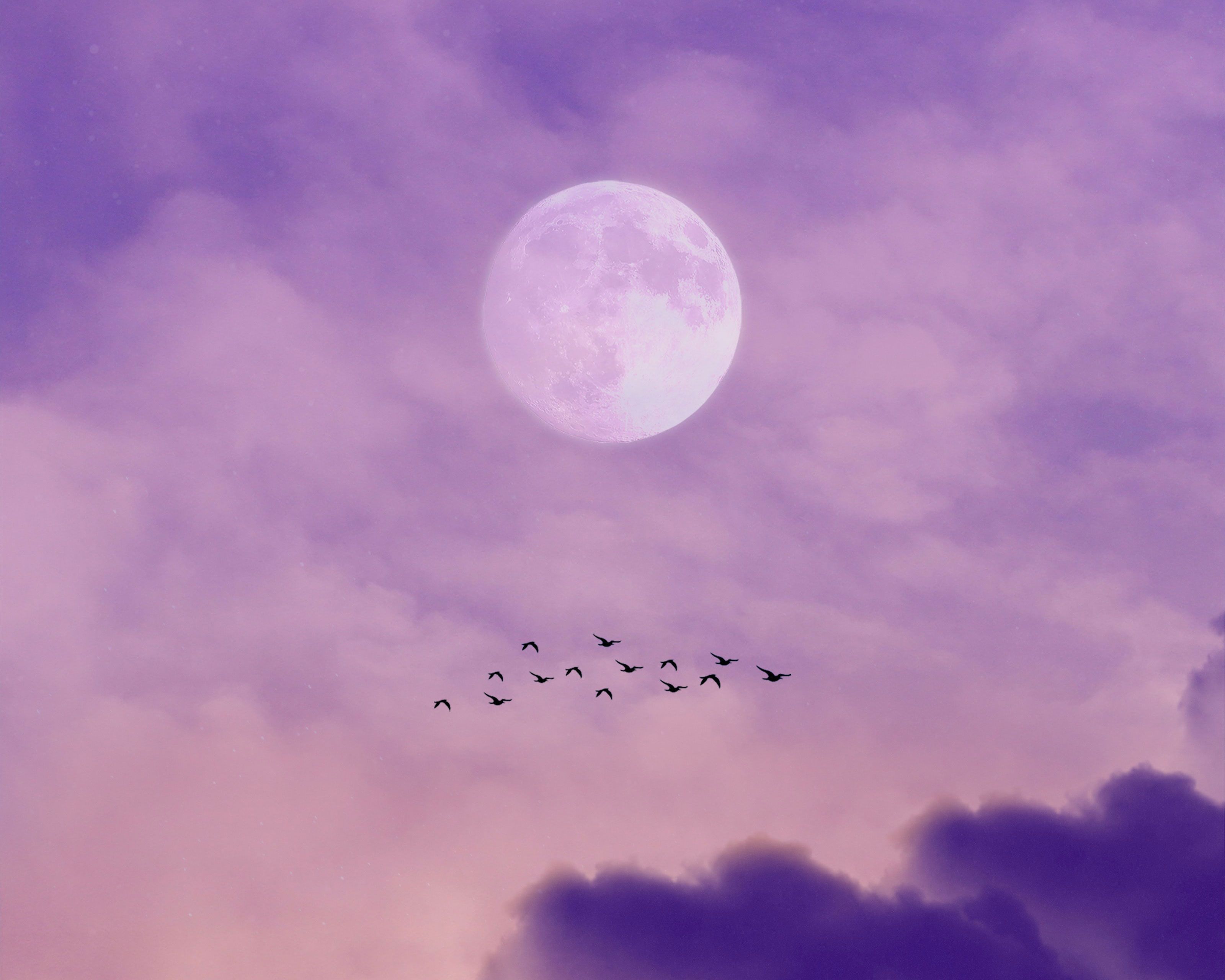 Птицы в небе. Луна на небе. Фиолетовая птица. Птицы в небе Эстетика.