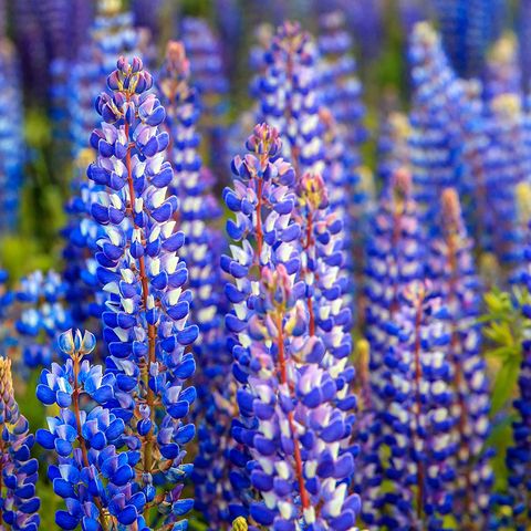 blue flowers lupine