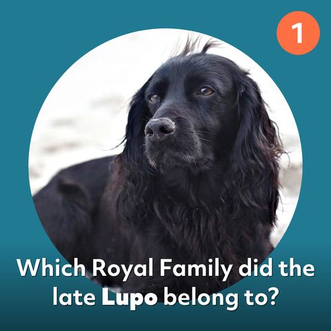 Can You Match The Superstar Pet Proprietor To Their Beloved Pet?