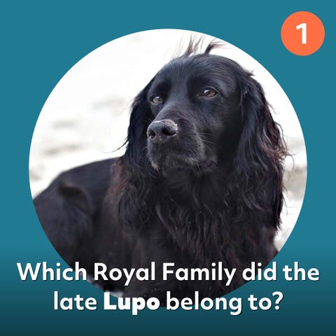 Can You Match The Superstar Pet Proprietor To Their Beloved Pet? Can You Match The Superstar Pet Proprietor To Their Beloved Pet?