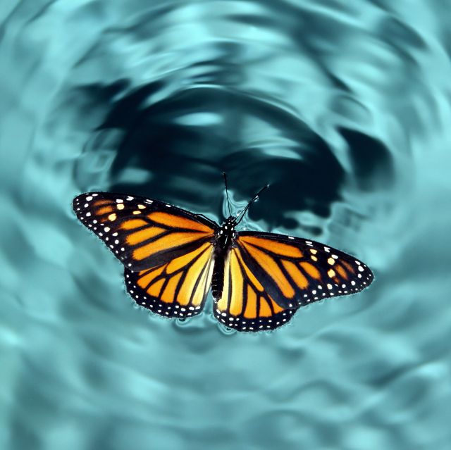 Butterfly in Water