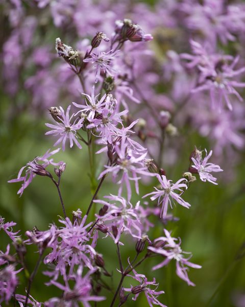 close up of ragged robin flower growing in wildflower meadow