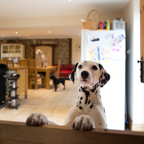 dog commands - dalmation jumping up on a counter