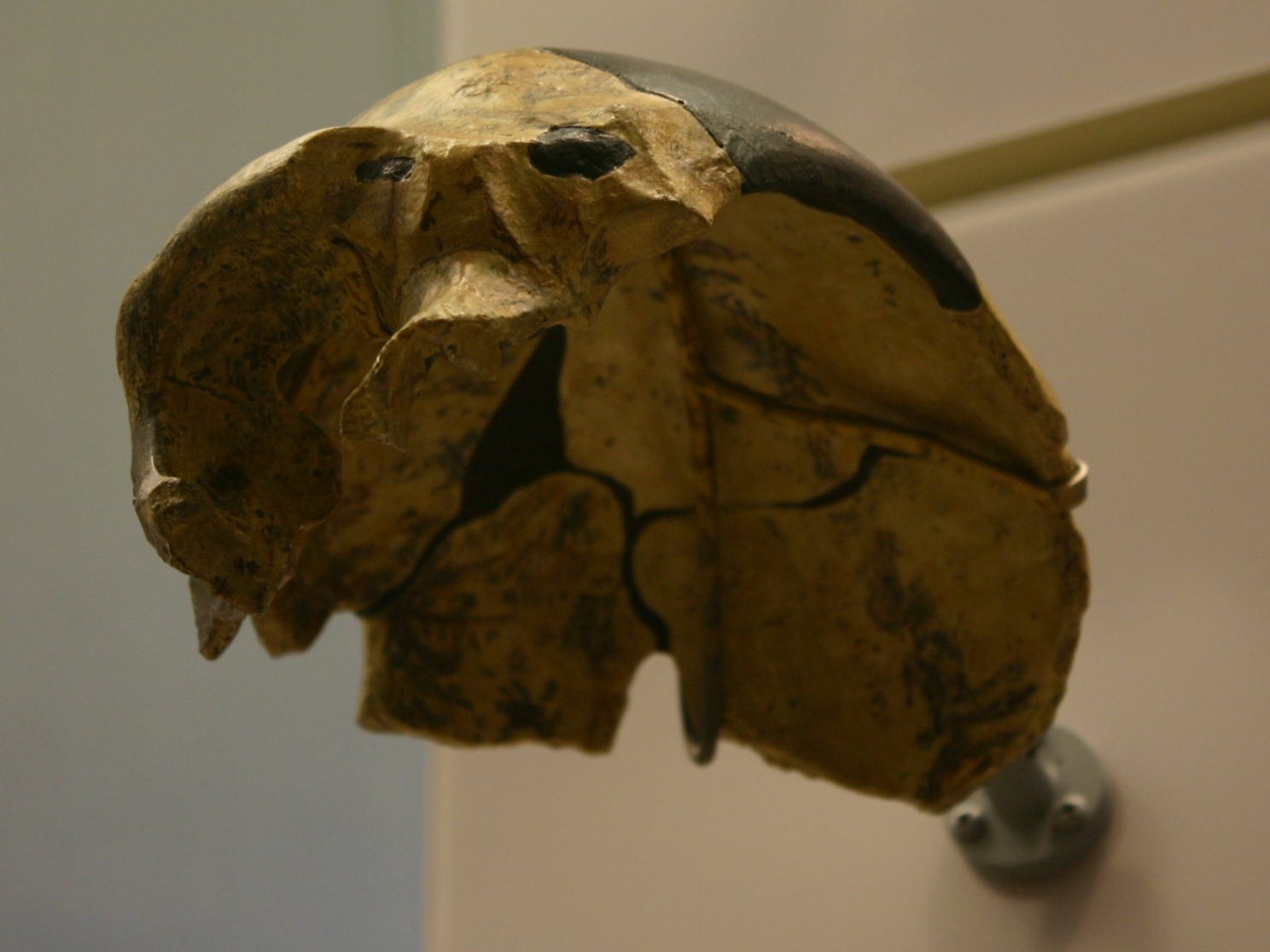 Farmers Dug Up a 300,000-Year-Old Skull. It's Unlike Any Human Ancestor We've Ever Seen.