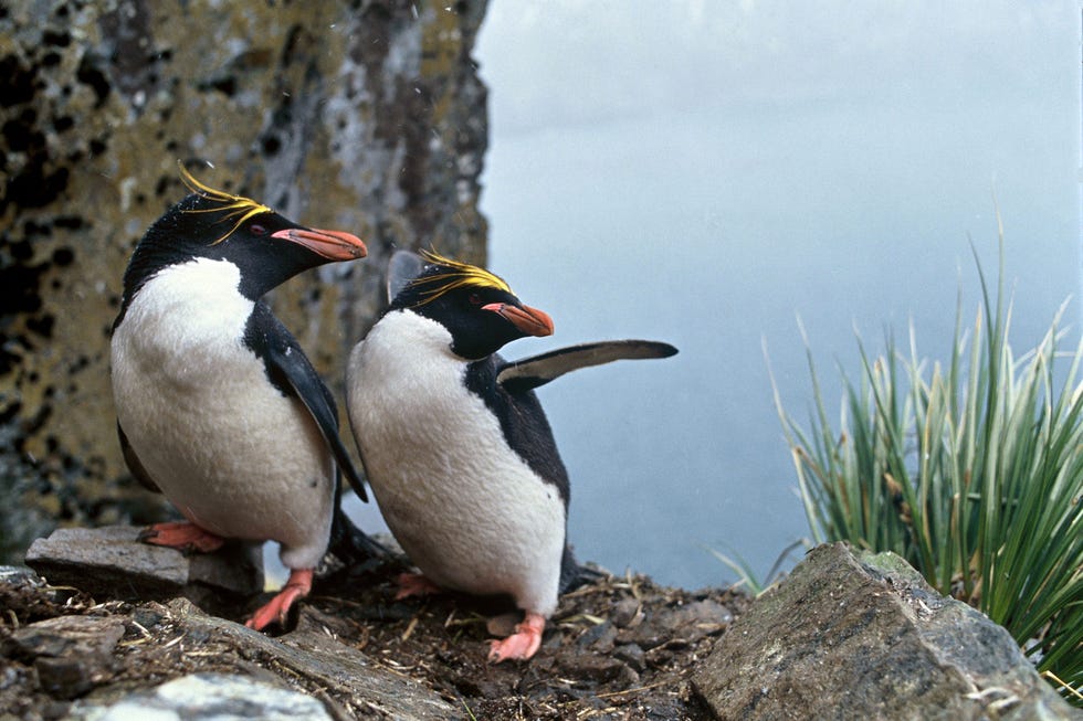 I'm Pinning All My Hopes On the Free Penguins in Chicago