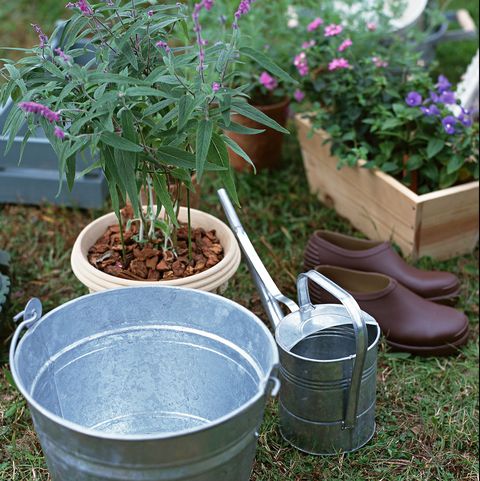 regar plantas y sumergirlas en agua para revivir las macetas