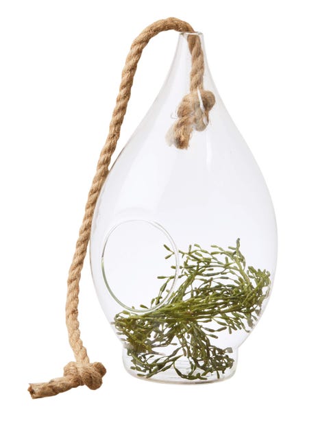 Plant, Bag, 