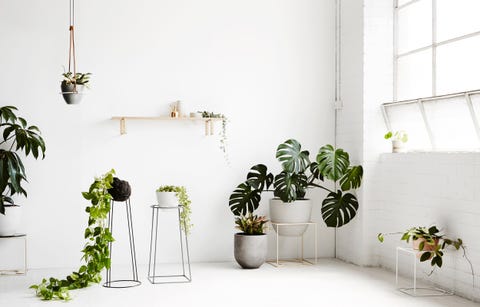 Guía para decorar con plantas por colores - ELLE Decor