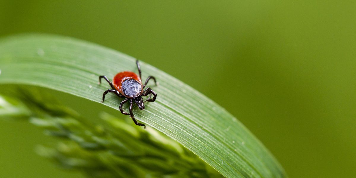 17 Lyme Disease Symptoms and Tips for Identifying the Tick-Borne Illness