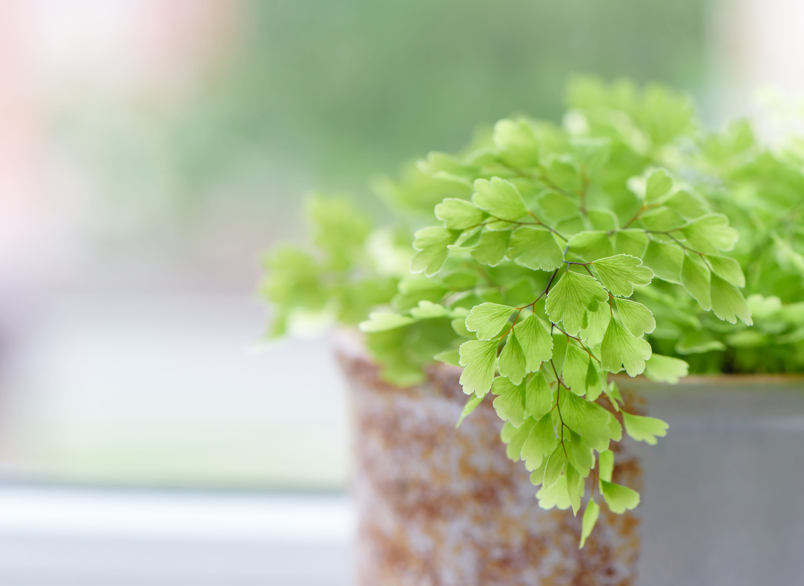 We Asked an Expert: How to Care for a Maidenhair Fern Indoors