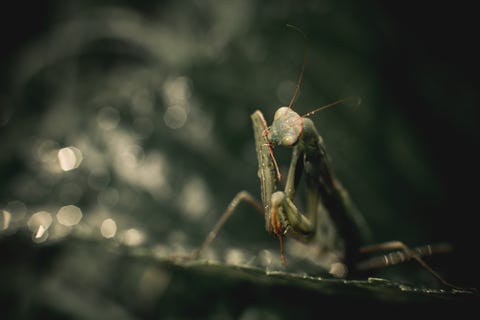 ripresa macro di una mantide religiosa europea verde seduta su foglie verdi