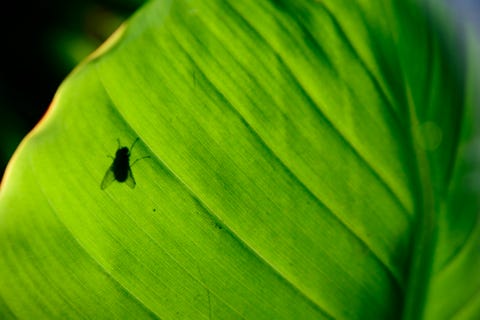 Macro view of a fly on a banana leaf