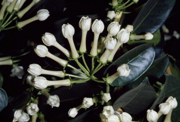 Descubre las flores más buscadas, raras y caras del mundo